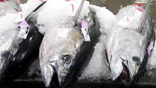 The Paris Climate Agreement Could Save Commercial Fishing